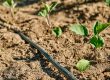 How To Install Drip Irrigation System