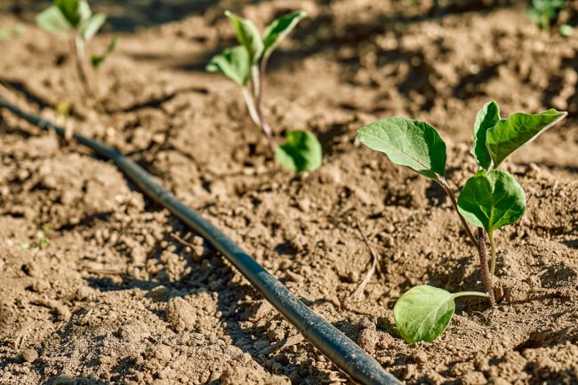 How To Install Drip Irrigation System