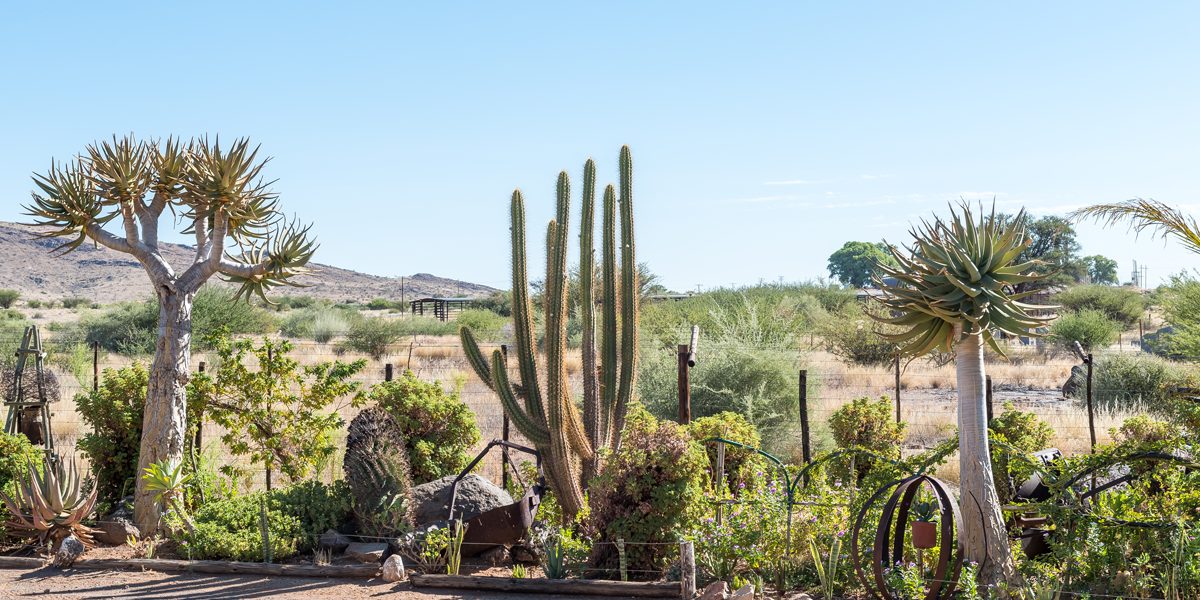 cost to xeriscape